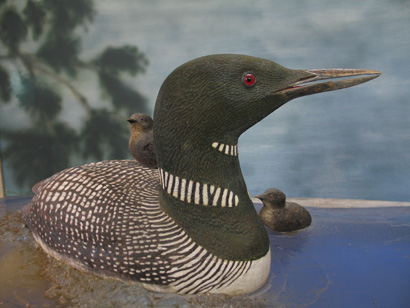 common loon. furnished with period